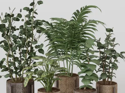 Pots with Plants 3D model