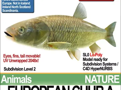 European Chub A 3D model