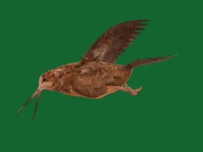 American Woodcock Bird Low-poly 3D model