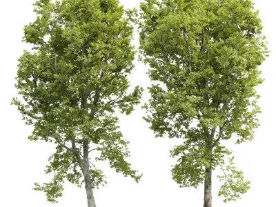 Plane-tree Sycamore Platanus V16 3D model