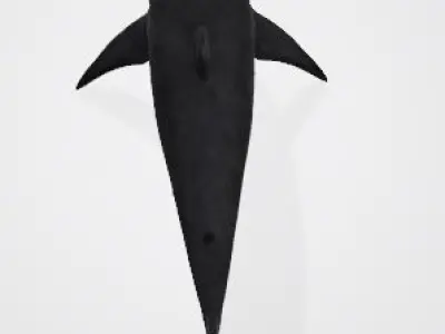 Megalodon great shark 3D model