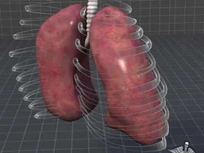Lungs External 3D model