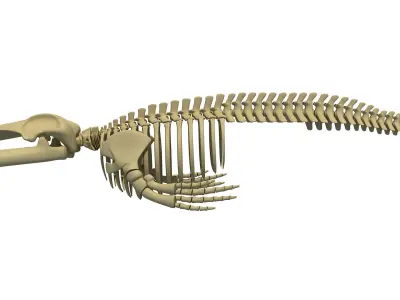 Detailed Whale and Dolphin Skeleton 3D model