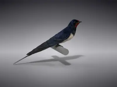 Barn Swallow Animated VFX Grace 3D model