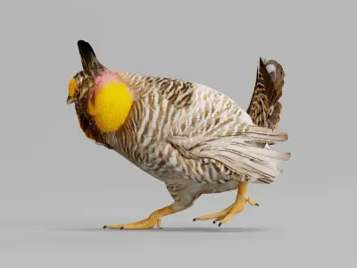 Attwaters Prairie Chicken Birds 3D model