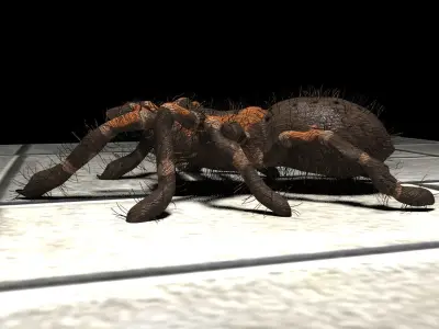  Realistic crawling tarantula 3D model