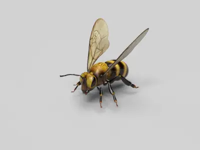 Honey Bee Low-poly 3D model