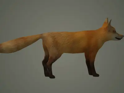wildlife fox animal mammal fox animal nature wild  3D model
