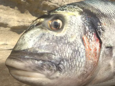 Gilthead Sea Bream Photorealistic fish model rigged animated Low-poly 3D model