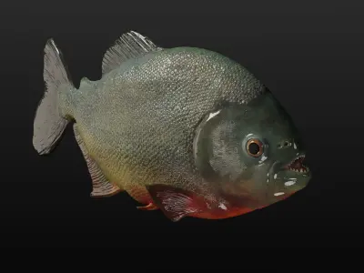 Piranha PBR game ready model fish Low-poly 3D model