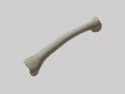 Elephant Tibia 3D model