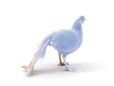 Colorful Pheasant D Model Pack Low-poly 3D model