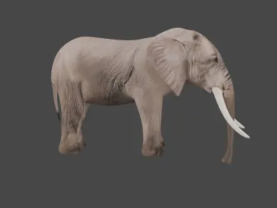 Elephant Animal Low-poly 3D model