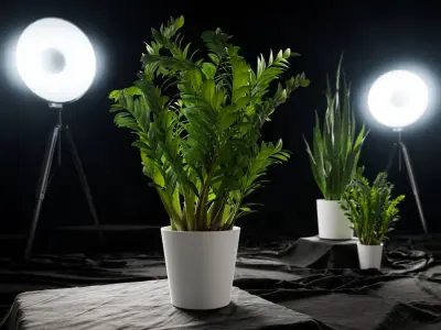  ZZ Zanzibar Gem Potted Plant Model 