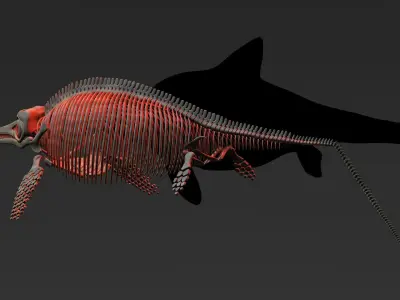 ichthyosaurus skeleton  3D model