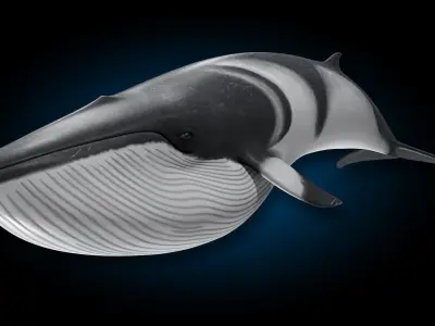 Minke Whale 3D model