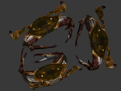 The delicate crab 3D model