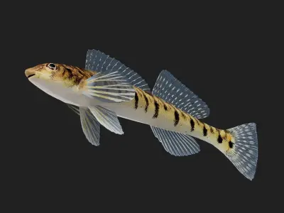 Logperch Low-poly 3D model