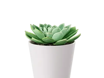  Echeveria Succulent Potted Plant Model, Green 