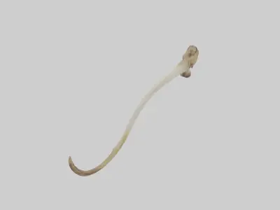 Kangaroo Tibia Low-poly 3D model