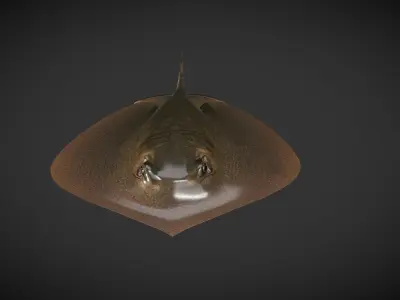 Akae 01 Low-poly 3D model