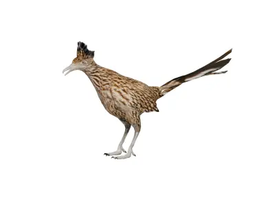 Roadrunner Chaparral Bird Low-poly 3D model