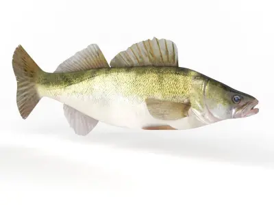 Zander Fish 3D model