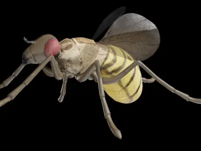 Housefly fully rigged low poly Low-poly 3D model