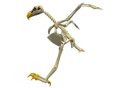 Full Body Eagle Skeleton 3D model