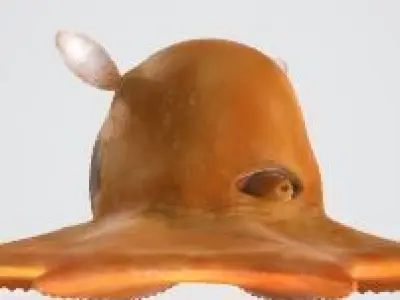 Flapjack octopus 3D model