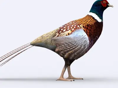 3DRT - Pheasant Low-poly 3D model