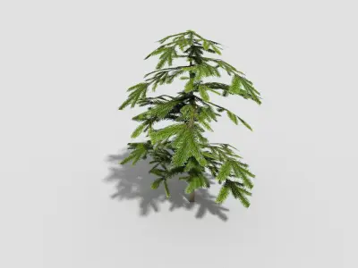 Shrub fir tree Low-poly 3D model