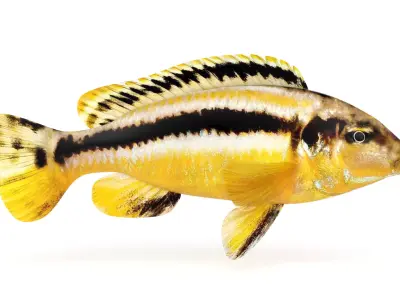 Auratus Fish 3D model
