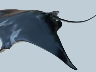 Manta ray rigged and animated for Cinema 4d Low-poly 3D model
