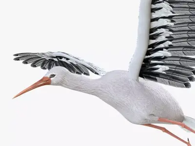 Stork bird rigged 3d model Low-poly 3D model