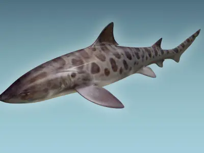 Leopark Shark 3D model