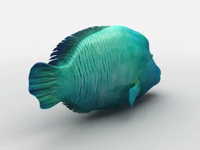  Humphead Wrasse Fish Low-poly 3D model