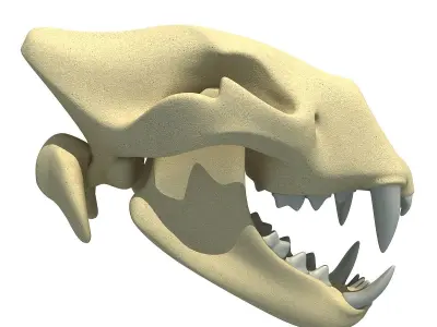 Lion Skull Bones 3D model