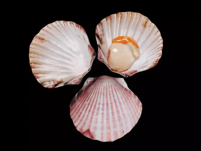 Scallop shellfish Low-poly 3D model
