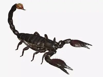 Emperor Scorpion Low-poly 3D model