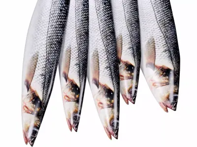 Seabass Fish 3D model