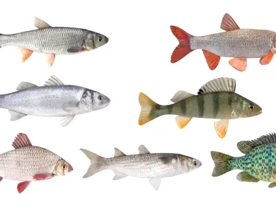 Fish Collection 3D model