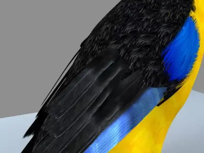 Blue winged mountain tanager close wings Rigged and Skinned 3D model