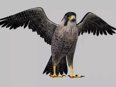 Realistic 3D Falcon Rigged Animated Fully Textured 3D model