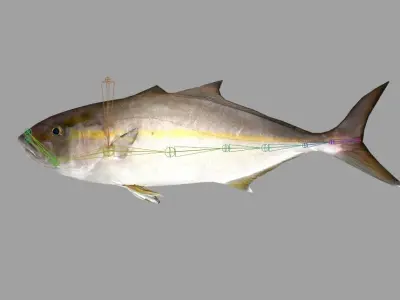 Amberjack Realistic Animated Low-poly 3D model