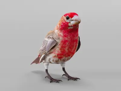 Finches Birds Animals 3D model