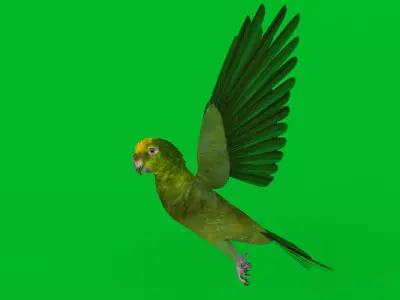 Yellow Crowned Amazon Parrot Bird Low-poly 3D model