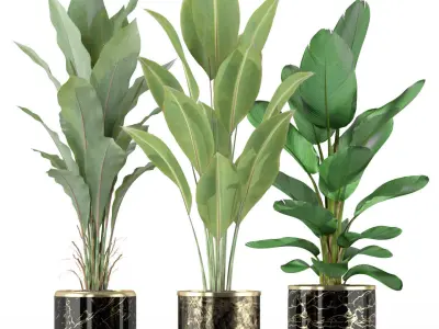 Plants collection 229 3D model