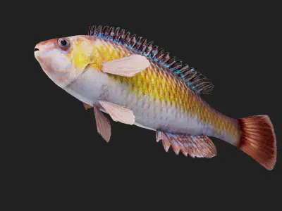 Wrasse Low-poly 3D model