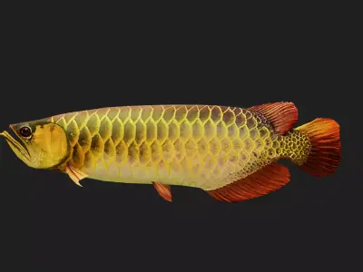 Arowana Low-poly 3D model